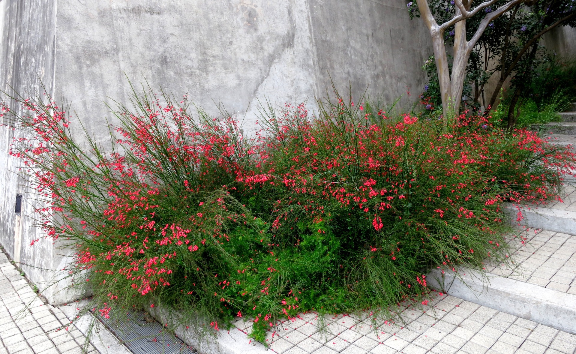 Ignite gardens with newest Texas Superstar – the firecracker plant