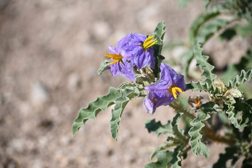 A photo of the purple blooms of a nightshade plant. 