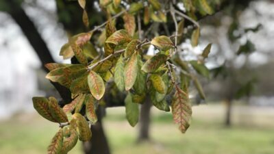 A close up of the leaves on an oak tree afflicted with oak wilt disease. The leaves are yellow with brown spots.