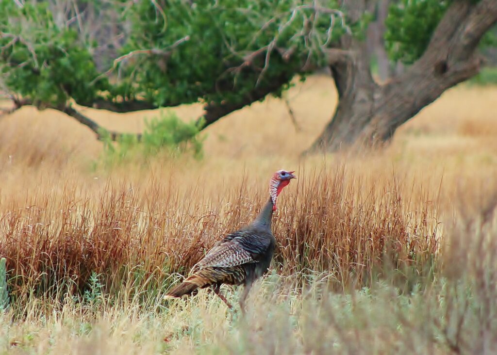 A Rio Grande turkey walks through a tall grass prairie. 