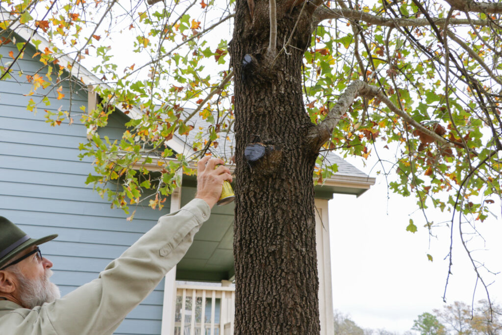 A man covers the wound left after pruning on an oak tree in a backyard.