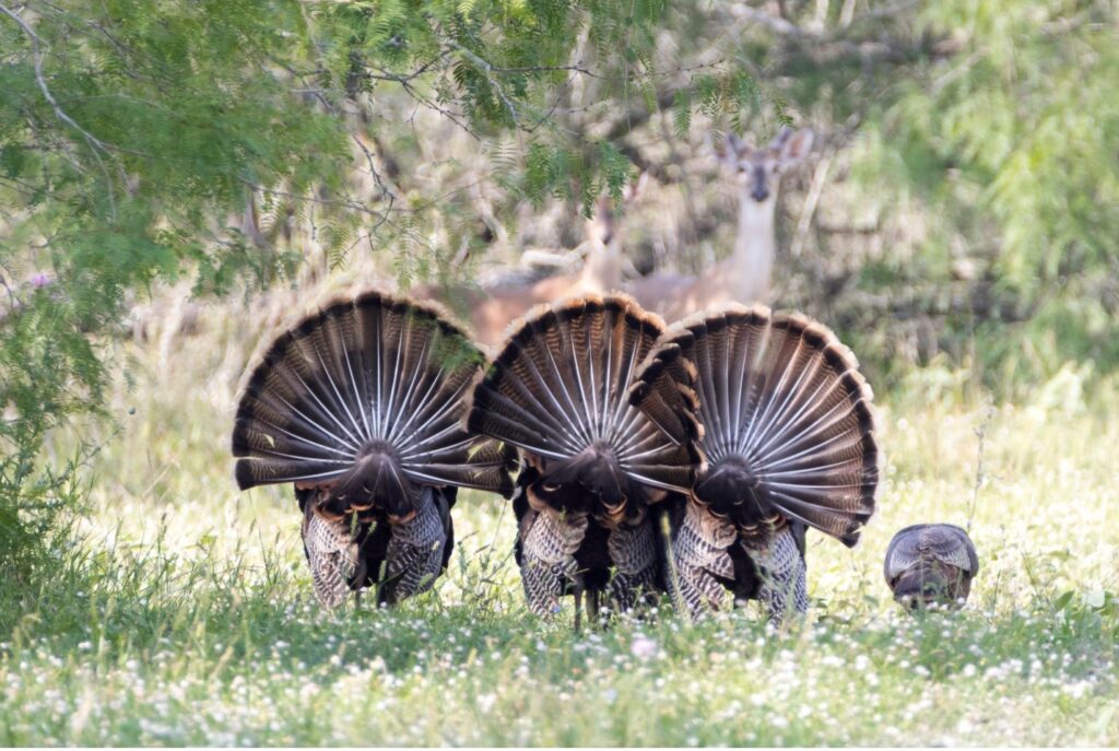 Three toms display their tail feathers while a fourth forages. Two deer can be seen in the background looking on. 