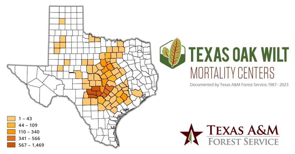 A graphic of the state of Texas by county which indicates by color where oak wilt disease is most pervasive.