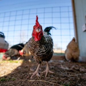 Ready to raise backyard chickens? Free webinar series starts March 18