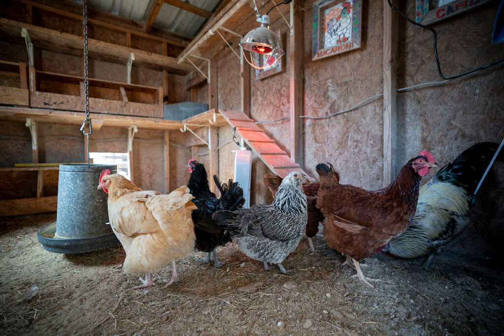 A flock of backyard chickens in a large, sheltered homemade coop.