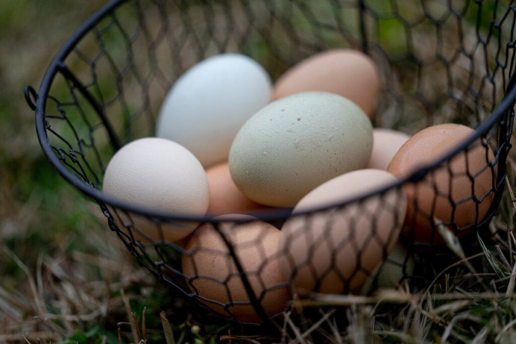 A wire basket of pastel-hued eggs from a flock of backyard chickens.