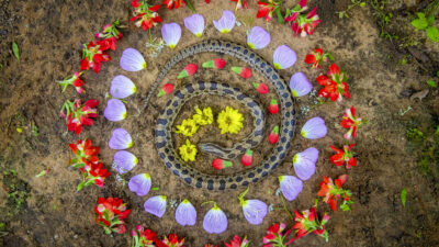 A snake laying on the ground surrounded by rows of flower petals.