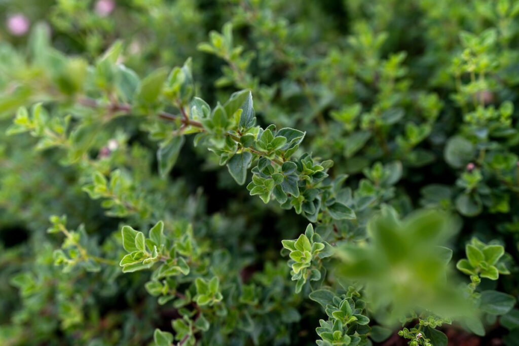 A shrub in The Gardens. The Earth-Kind Weekend Gardener Series in San Antonio will show participants how to plant gardens and landscapes that are sustainable and environmentally friendly.
