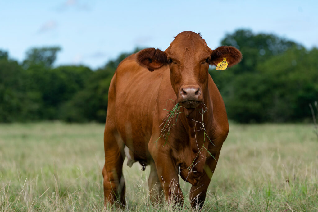 A red cow grazes in a field. Grass hangs out of its mouth. 