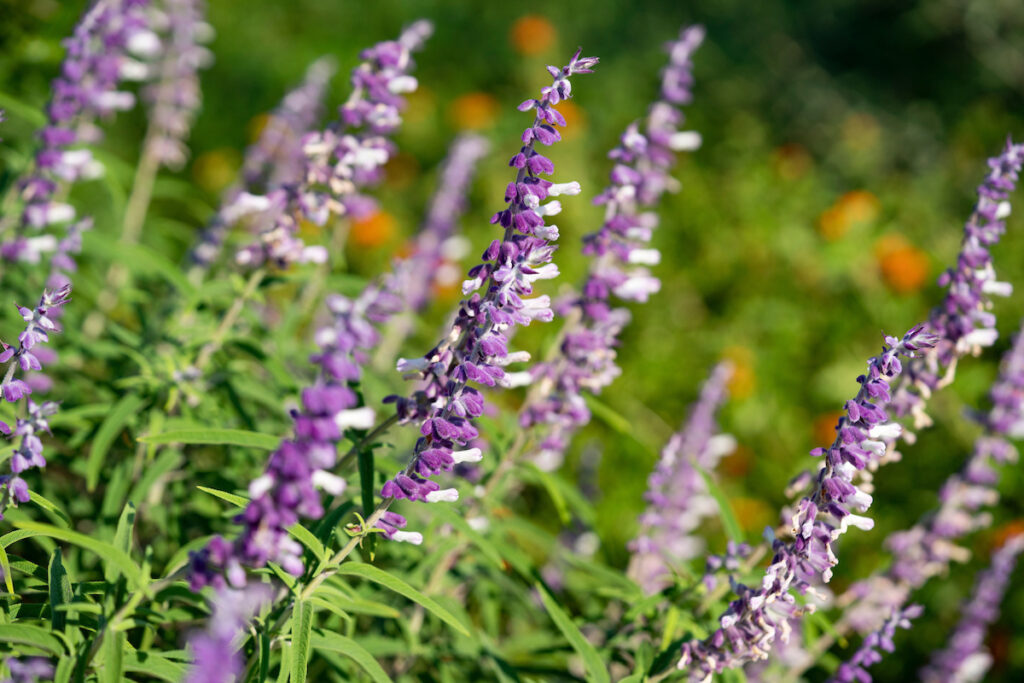 A purple salvia plant growing in a garden.