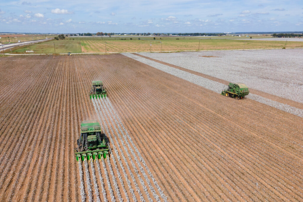 Cotton harvesting machines strip a cotton field. 