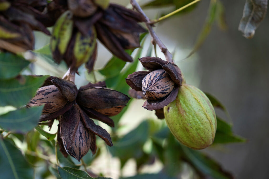 A cluster of pecans in a tree. Four are ripe while one is still in its husk. Pecan varieties will be one of the topics discussed during an April 11 pecan field day held in Waco.