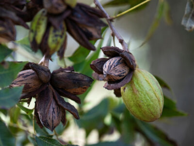 A cluster of pecans in a tree. Four are ripe while one is still in its husk.