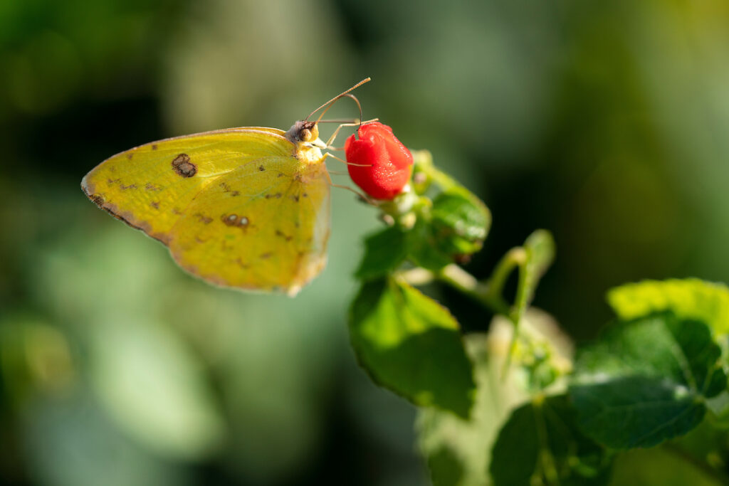 A yellow butterfly on a red Turk's cap flower