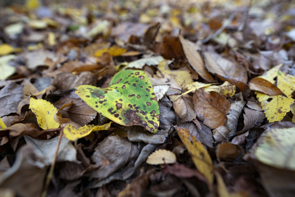 Up close image of fallen green, brown and yellow leaves on the ground.
