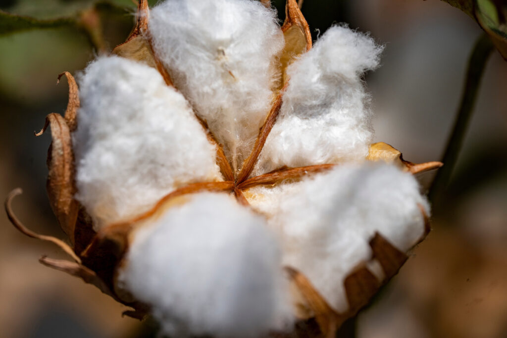 A close-up of a cotton boll on a cotton plant. Participants at the March 20 Permian Basin Cotton Conference in Big Spring will learn the latest tips and trends in growing cotton in the region. 
