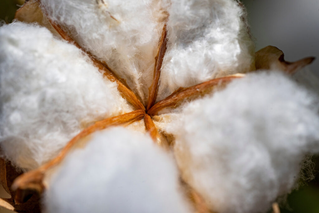 closeup of cotton lint still in the boll. 