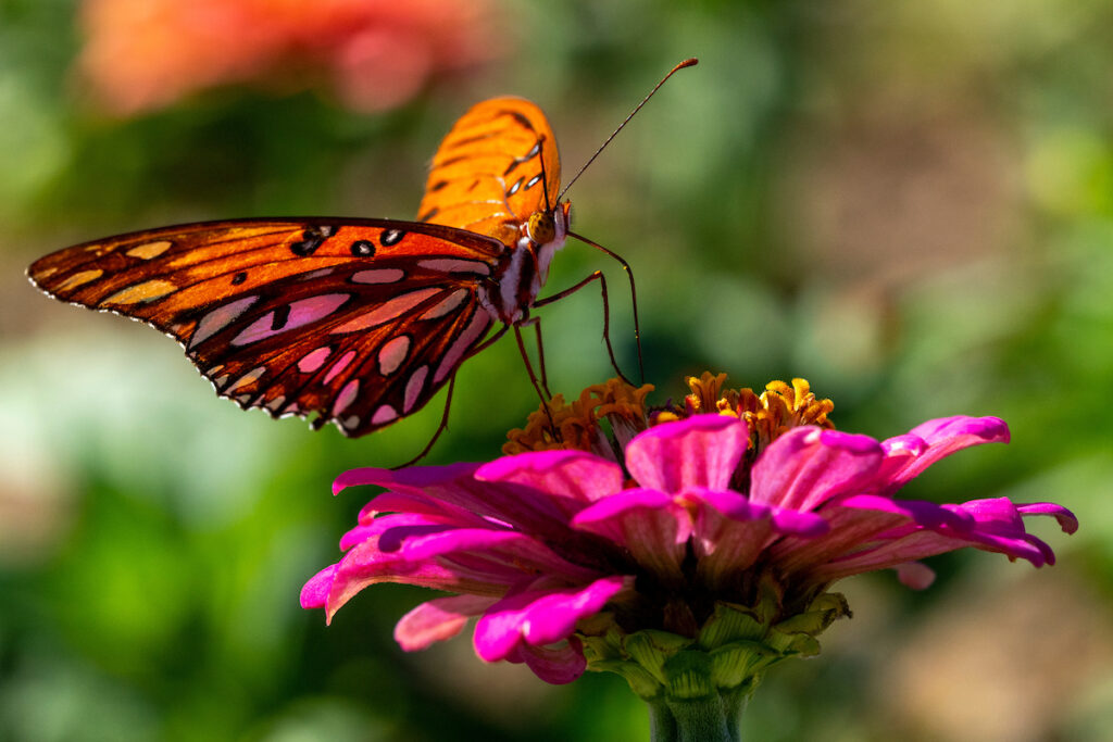 A hot pink flower with an orange butterfly standing on its petal getting nectar from the yellow center.