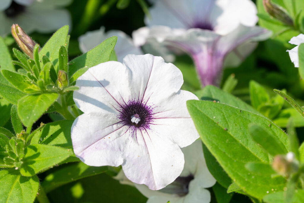 A closeup of white and purple petunia flower