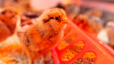 A chick is standing at the feeder at a farm.