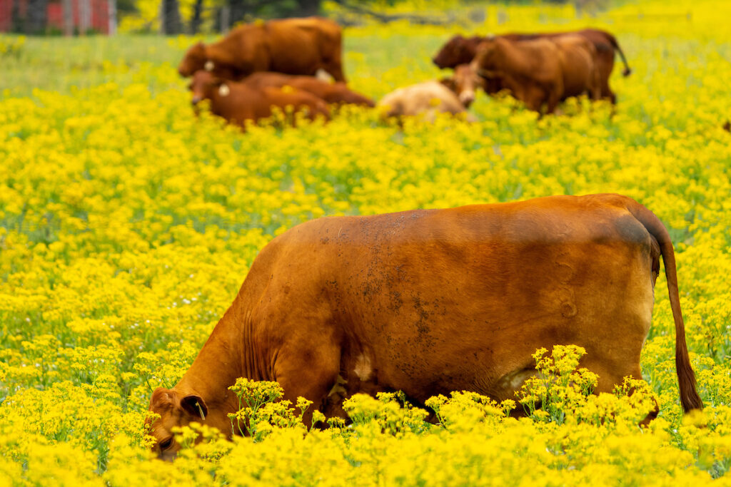 Cattle in a pasture with yellow flowers surrounding them. Participants in the Ranchers Leasing Workshop will learn the legal aspects of leasing land for grazing or hunting.