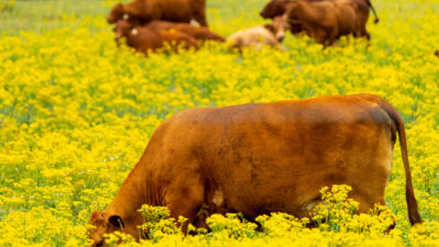 Cattle in a pasture with yellow flowers surrounding them.