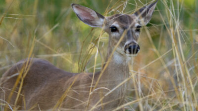 A white-tailed deer is laying in brush.