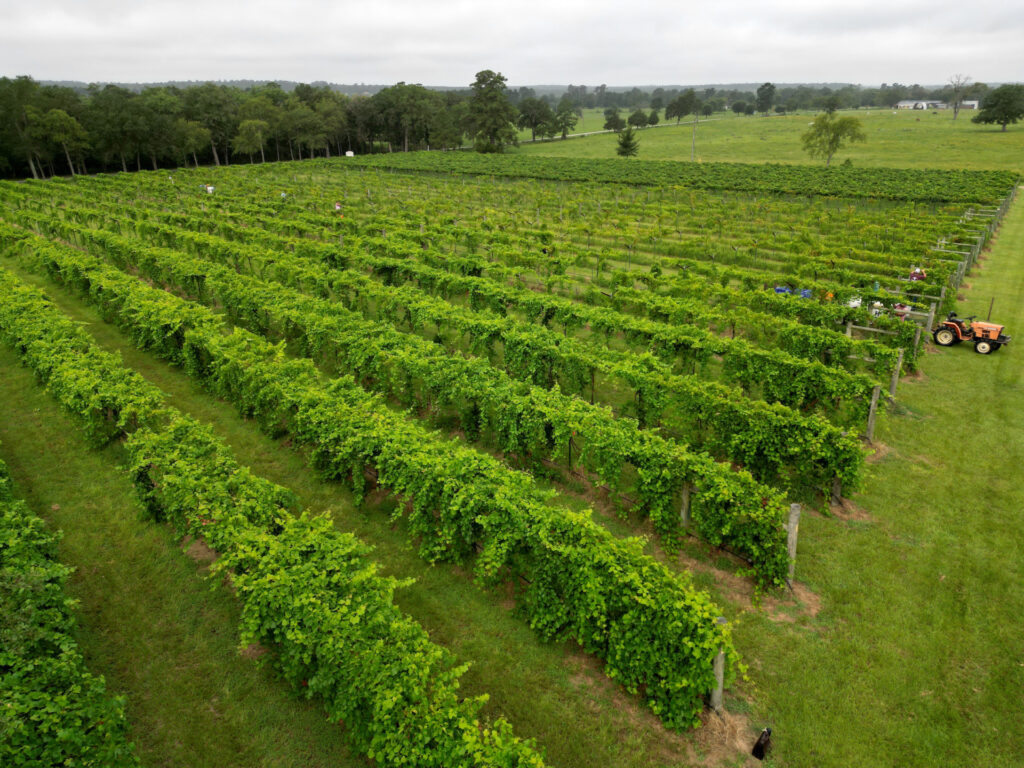 A birds-eye view of wine grape vines in a vineyard. 