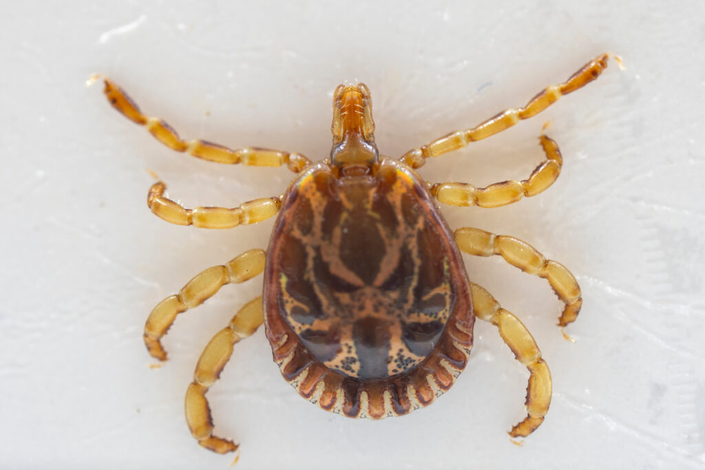 A tick dorsal view. The April 16-17 urban tick workshop will show participants tick biology, management and prevention.