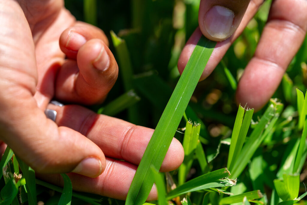 A hand is touching a blade of turfgrass. Attendees at the March 22 Turfgrass Management for Landscape Professionals program held in New Braunfels will learn the best practices professionals need in taking care of turfgrass. 