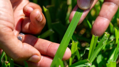 A hand is touching a blade of turfgrass.