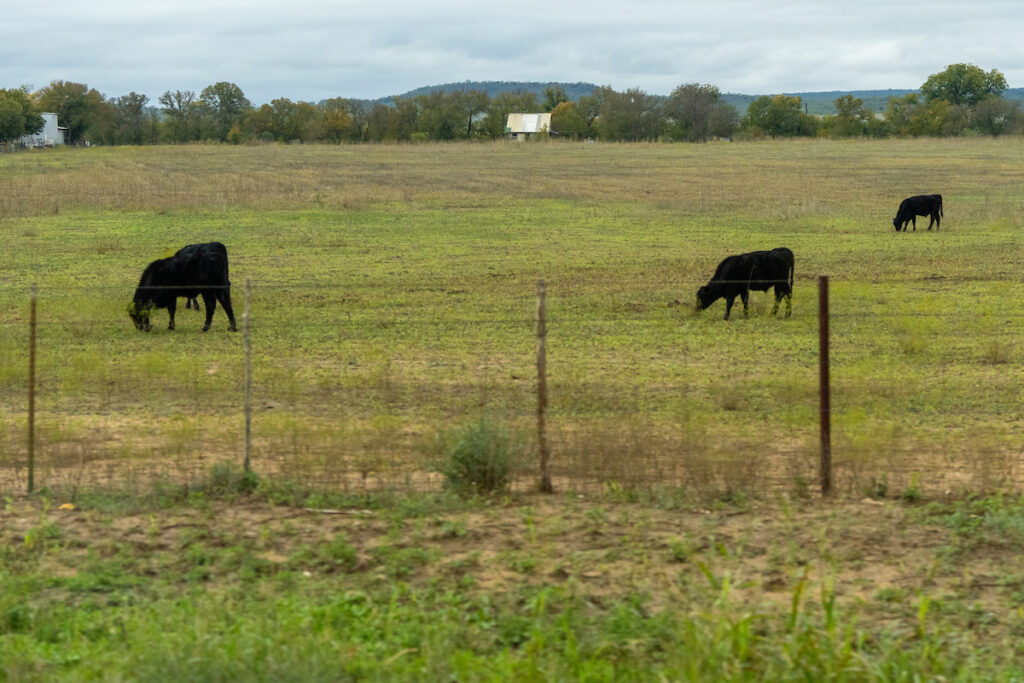 A pasture with three cows grazing in the grass. A virtual East Texas Pasture Management Program will focus on topics related to beef and forage production. 