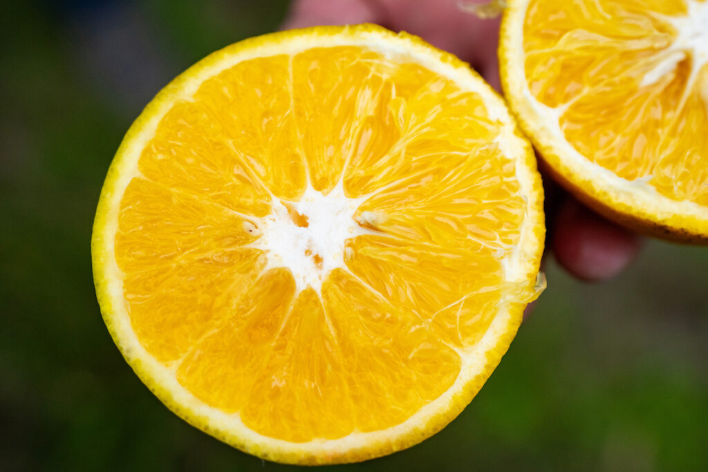 An orange is cut in half. Fresh fruit, such as oranges, can play a role in a Mediterranean style diet.