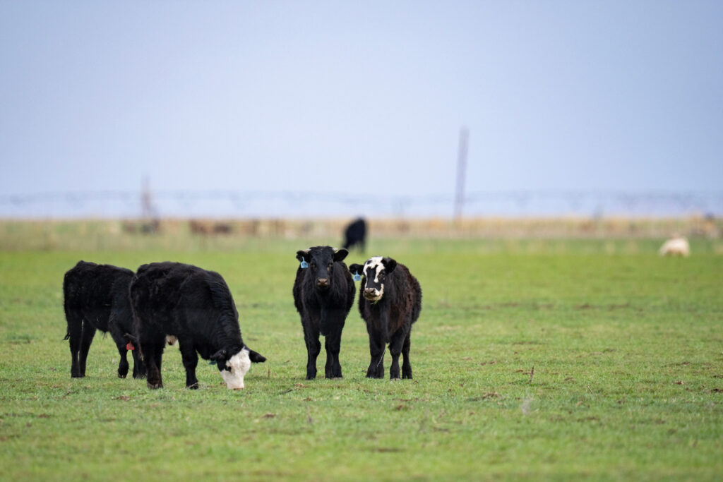 Black and white cattle standing in a green pasture. 