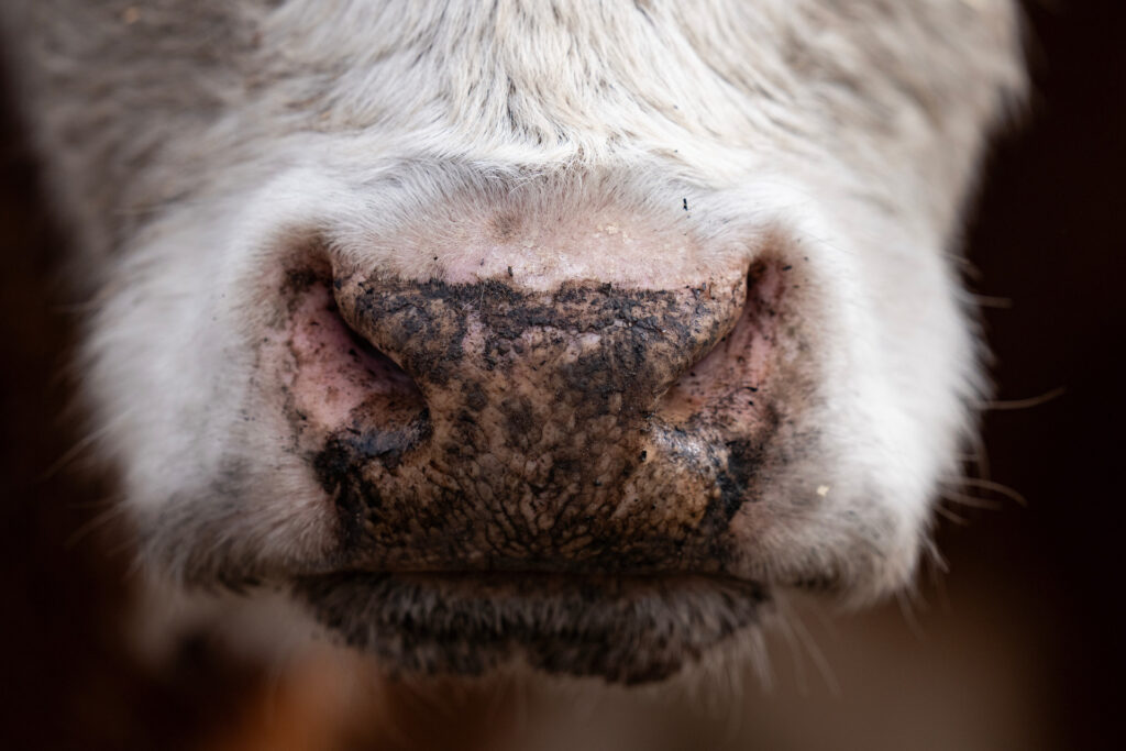 the nose of a Hereford calf is blackened from ash, soot and smoke after the wildfires
