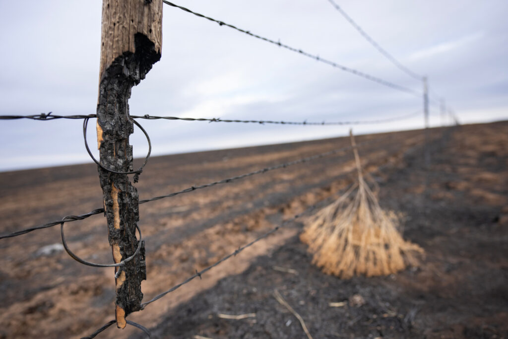Replacing fences: the top half of a burned out fence post hangs from the barbed wire with a weed in the background hung up in the wire on the blackened ground