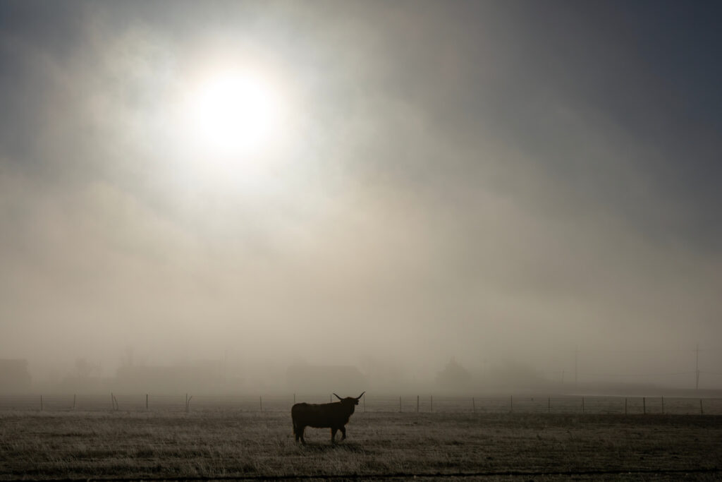 a single cow stands in a field with a smoke-filled background