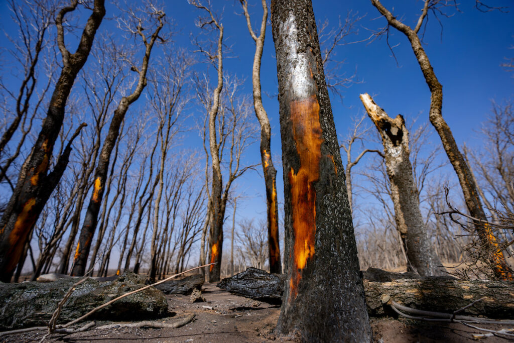 A stand of blackened, scorched trees against a blue sky. 