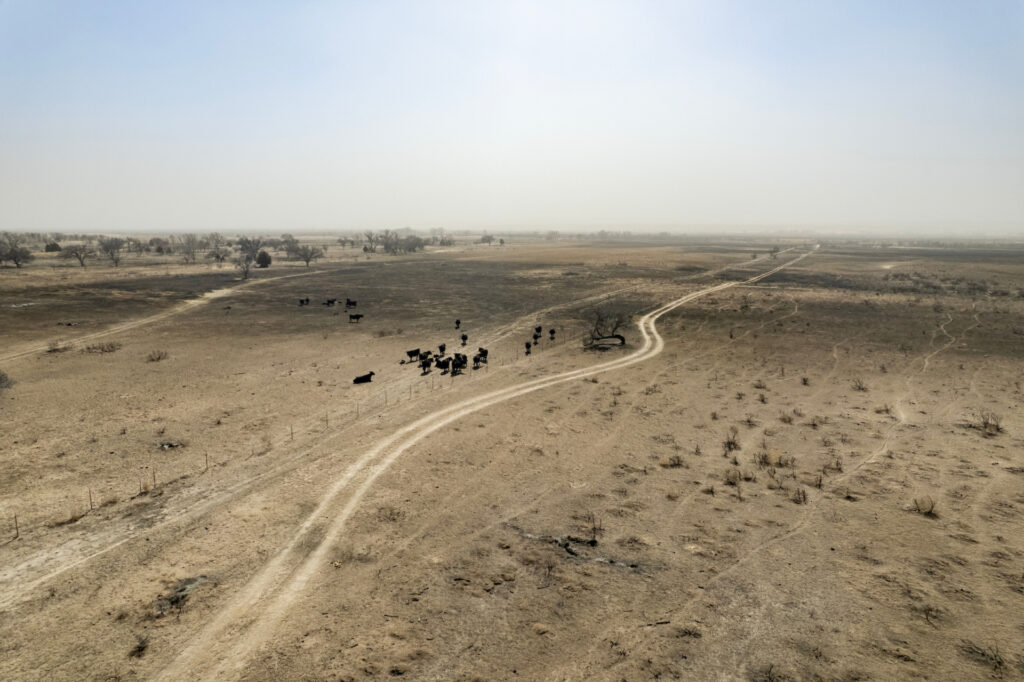 a wide view of burned out rangeland where the grassland is blackened and there are some cattle bunched up along a fenceline.