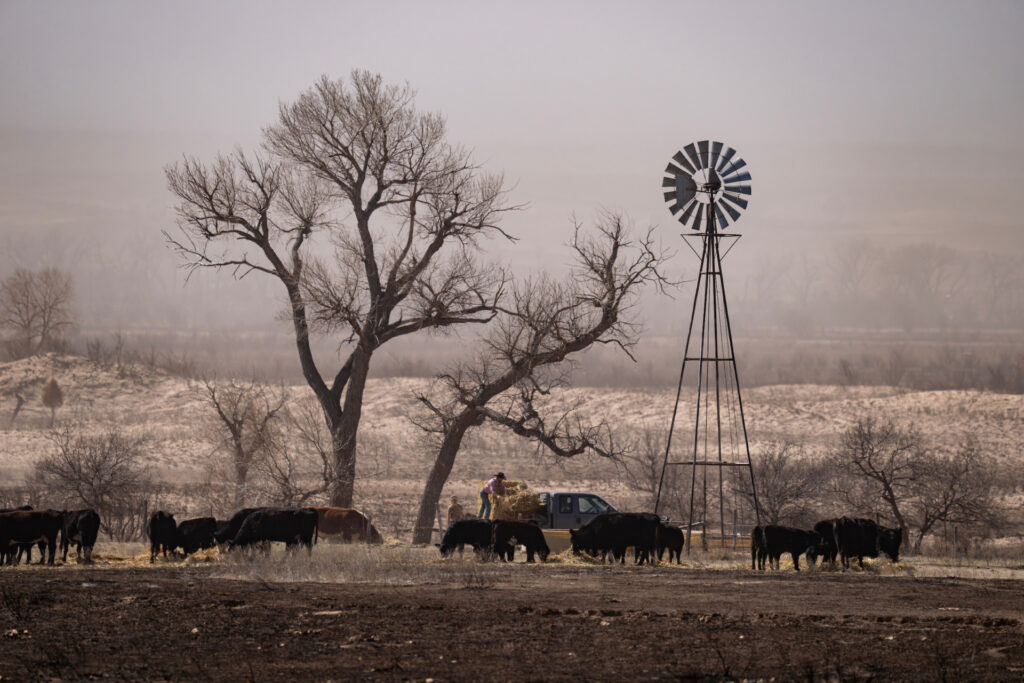 A ranch scene with a windmill and two bare trees in front of blackened ranchland and cattle gathered around to eat hay being thrown off the pickup by a rancher