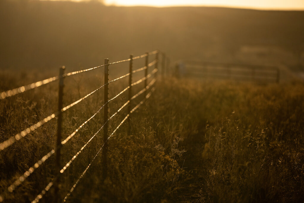 A 5-string barbed wire fence glistens in the setting sun