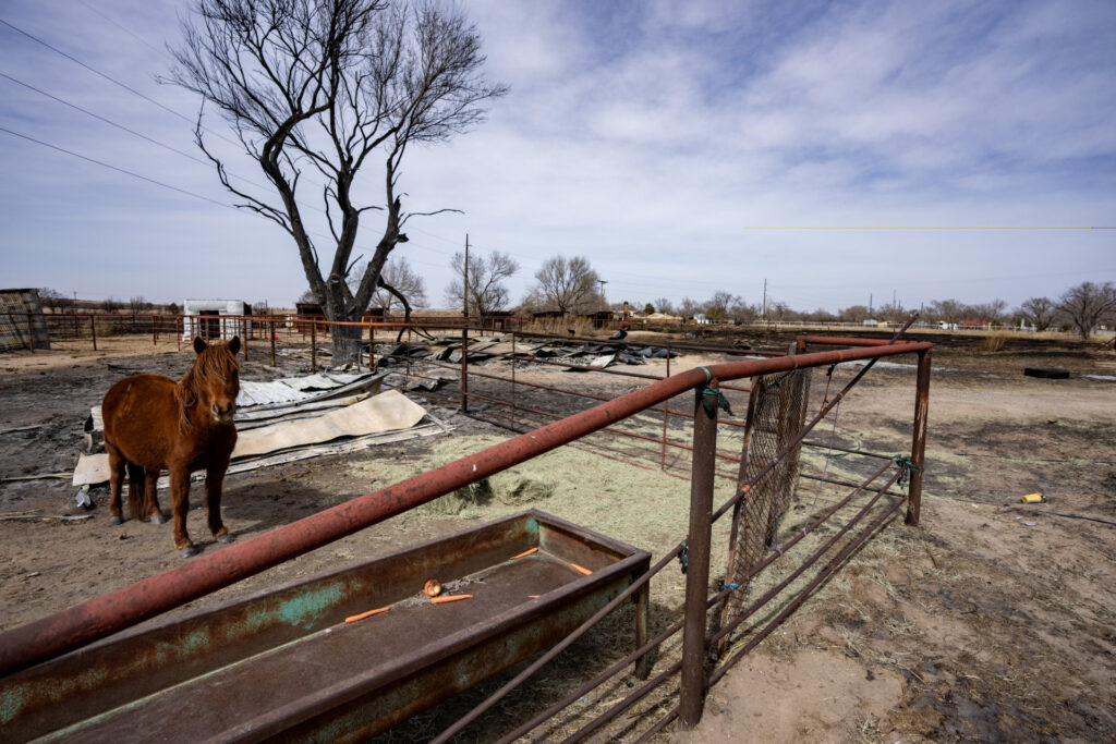a horse stands in a burned out metal pen with fresh hay on the ground. The surroundings are blackened by fire