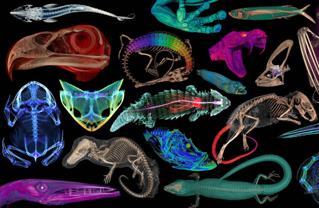 A section of animal-skeleton images, such as a turtle and a frog and bird head, all tinted in bright colords.