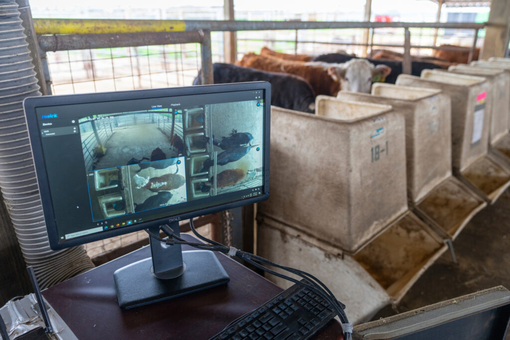 as a part of precision livestock management, a computer monitor with several inset screens monitor the cattle at feeding bunks behind it