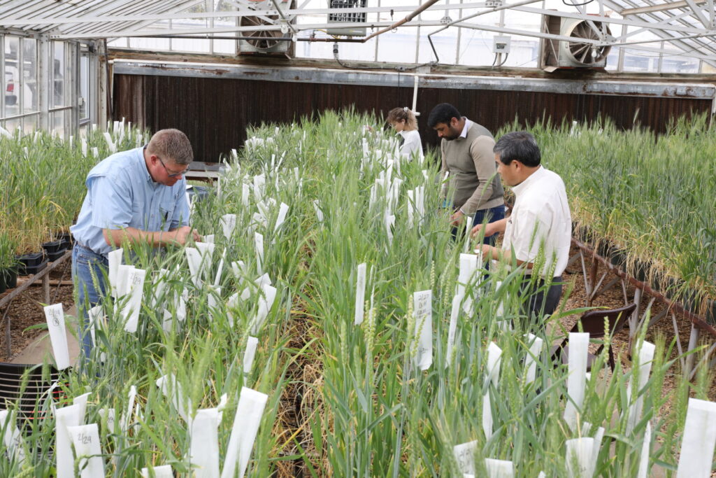 the wheat breeding team works in the greenhouse with wheat cultivars