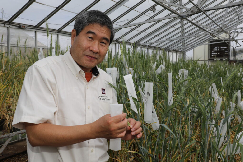 A smiling man standing in a greenhouse full of wheat breeding cultivars