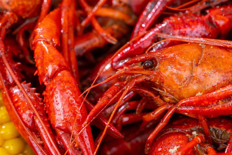 Multiple factors, including severe drought, result in meager crawfish harvest and higher prices