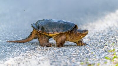 A common snapping turtle crosses a paved road.