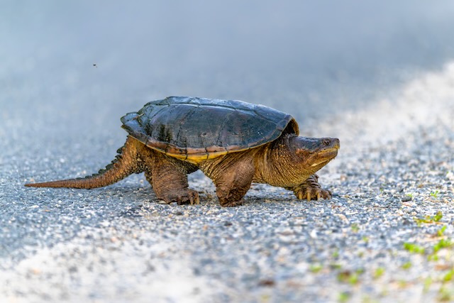 A common snapping turtle crosses a paved roadway. 
