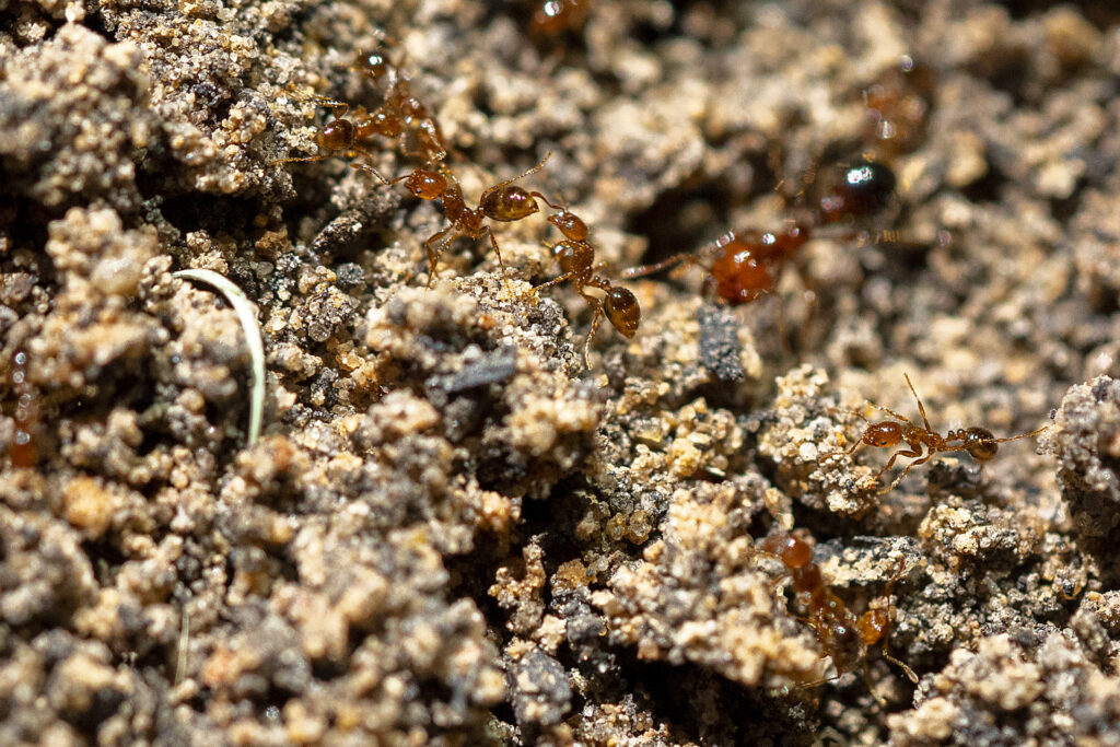 Fire ants climbing on ant mound